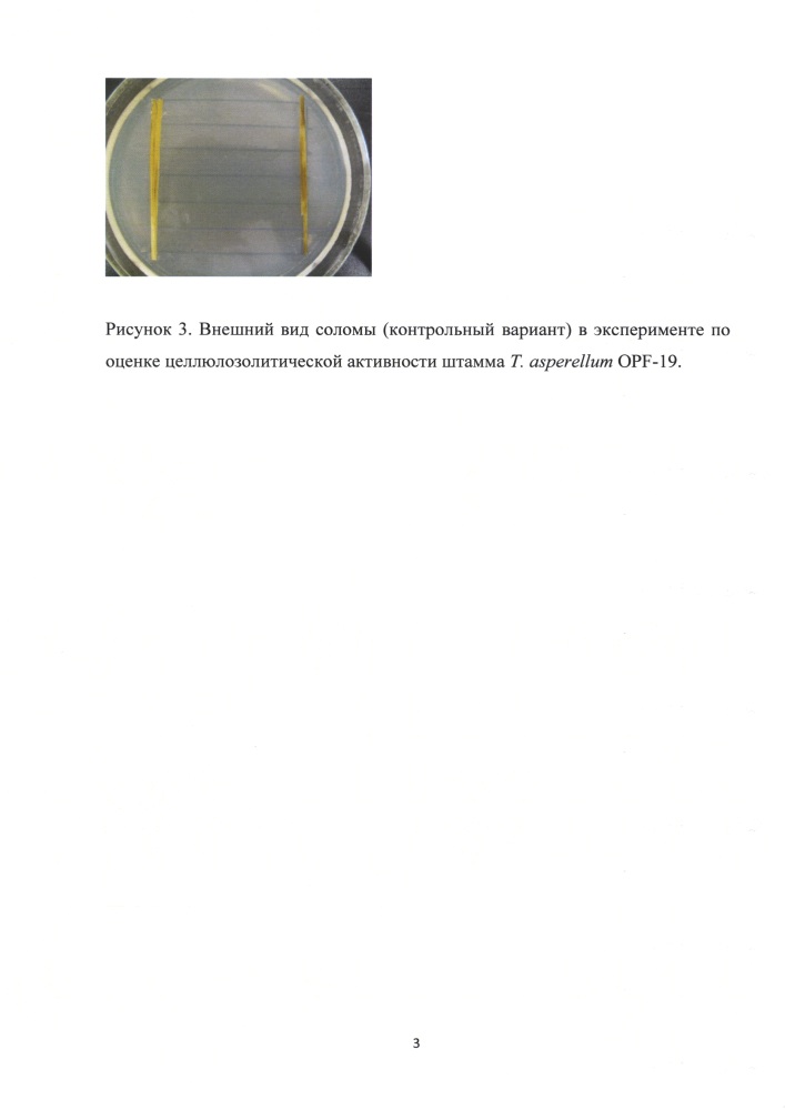 Штамм гриба trichoderma asperellum для получения биопрепарата комплексного действия для растениеводства (патент 2634415)