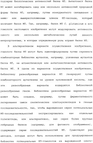 Гены corynebacterium glutamicum, кодирующие белки метаболических путей (патент 2306339)