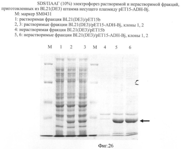 Бактерия семейства enterobacteriaceae - продуцент l-аспарагиновой кислоты или метаболитов, производных l-аспарагиновой кислоты, и способ получения l-аспарагиновой кислоты или метаблитов, производных l-аспарагиновой кислоты (патент 2472853)