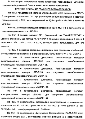Биоадгезив мидии (патент 2349599)