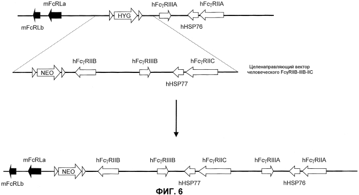 Гуманизированные fcγr мыши (патент 2549695)