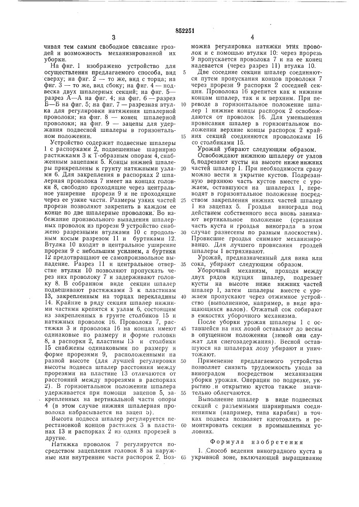 Дубенцовский способ ведения виноградногокуста b укрывной зоне и устройстводля его осуществления (патент 852251)