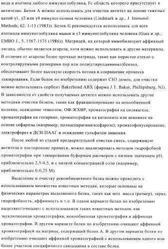 Стабилизированные антитела против ангиопоэтина-2 и их применение (патент 2509085)