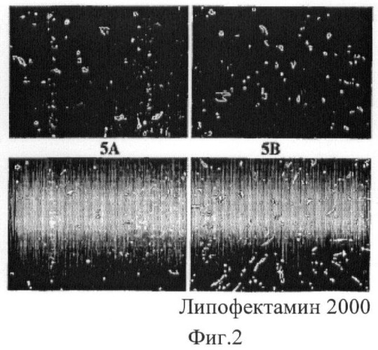 Биодеградируемые катионные полимеры (патент 2440380)