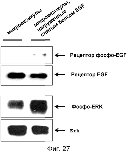 Микровезикулы, происходящие из протопластов клеток, и их применение (патент 2570636)