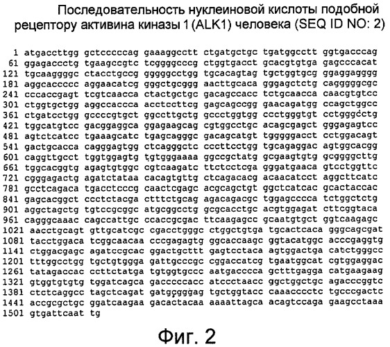 Антагонисты рецептора и лигандов alk1 и их применение (патент 2559532)