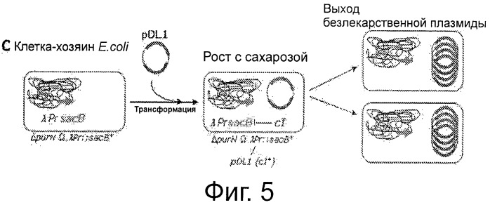 Плазмида без устойчивости к антибиотику (патент 2548809)