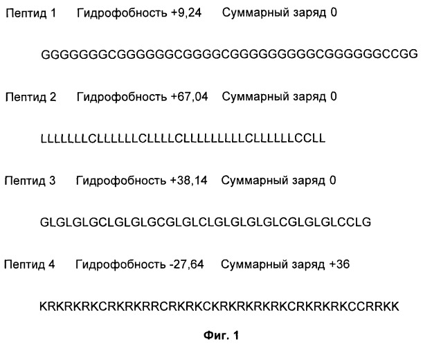 Противомикробные пептиды, содержащие аргинин- и лизинсодержащий мотив (патент 2396273)