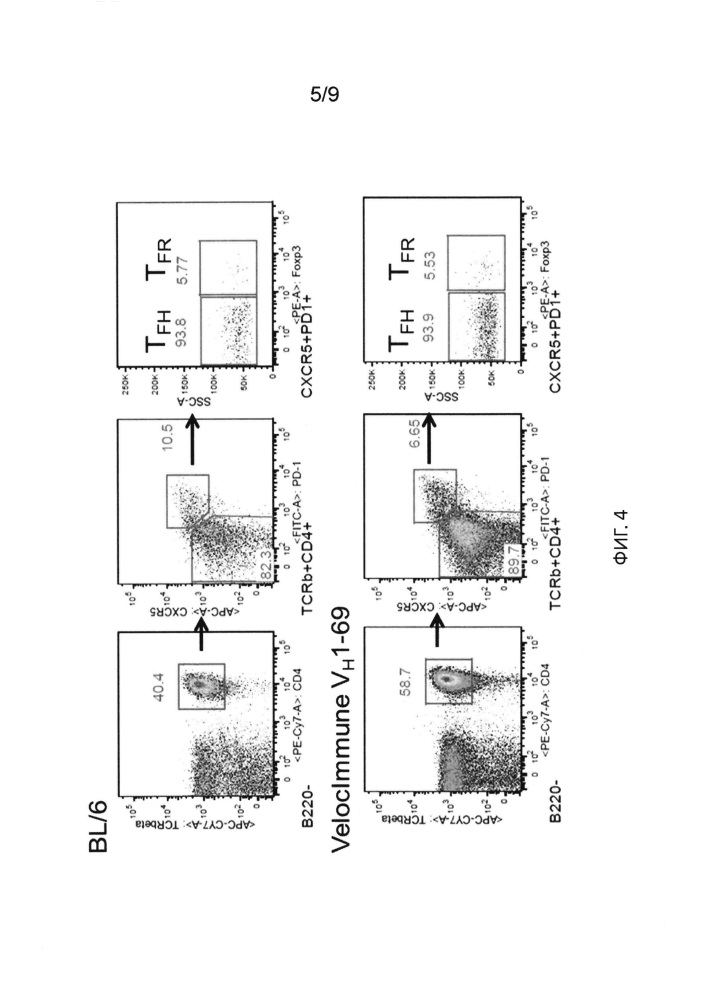 Разработка иммуногена на основе в-клеточной линии дифференцировки с использованием гуманизированных животных (патент 2664187)