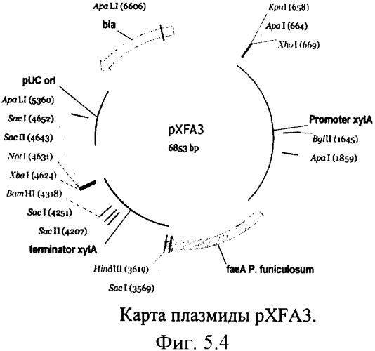 Способ получения ферментного препарата для расщепления гемицеллюлозных гетерополисахаридов клеточной стенки растений и ферментный препарат (варианты) (патент 2358756)