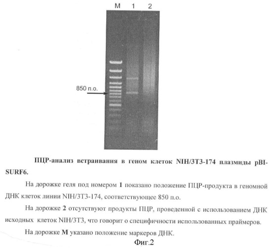 Генетически модифицированная линия фибробластов мыши nih/3т3-174 (патент 2396343)