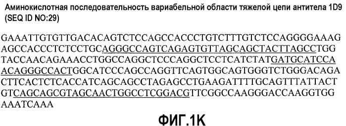 Антитела против альфа5-бета 1 и их применение (патент 2528736)