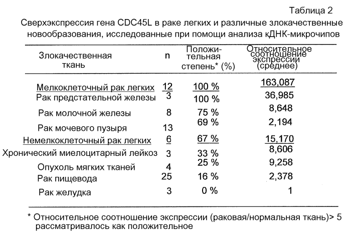 Пептиды cdc45l и вакцины, включающие таковые (патент 2562160)