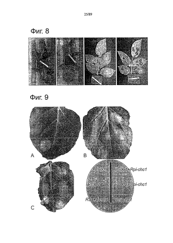 Клонирование и использование функционального r-гена из solanum chacoense (патент 2586509)