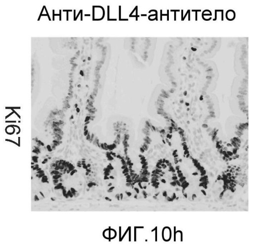 Антитела против dll4 и способы их применения (патент 2415869)