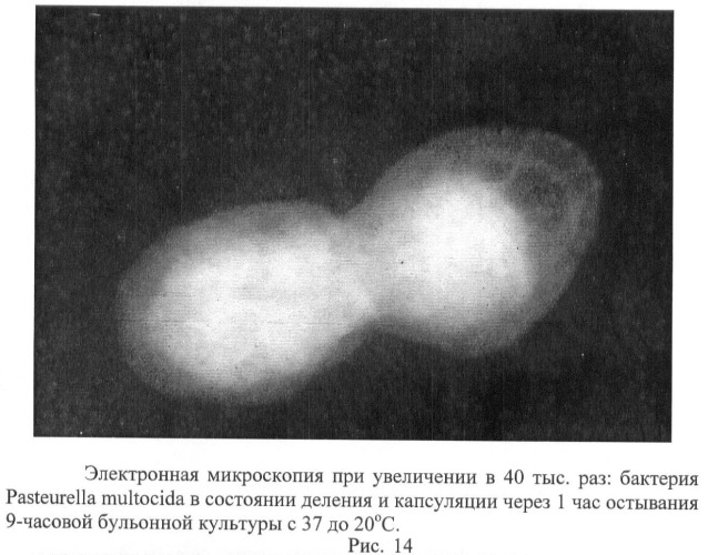 Способ стандартизации контрольно-производственного штамма бактерий pasteurella multocida (патент 2445367)