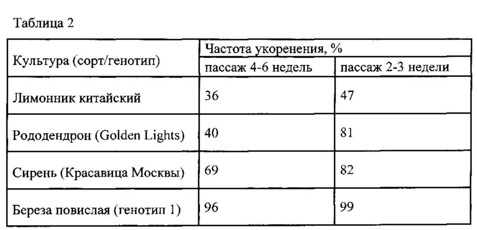 Способ повышения эффективности культивирования in vitro березы повислой, лимонника китайского, рододендрона и сирени (патент 2619177)