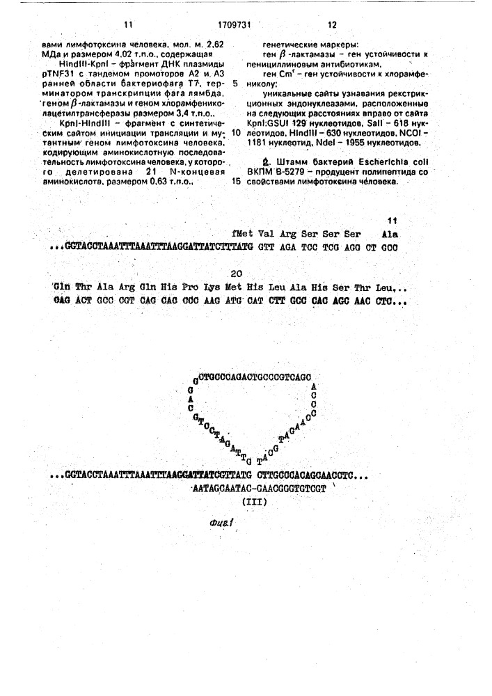 Рекомбинантная плазмидная днк plt21, кодирующая полипептид со свойствами лимфотоксина человека, и штамм бактерий escherichiacol - продуцент полипептида со свойствами лимфотоксина человека (патент 1709731)