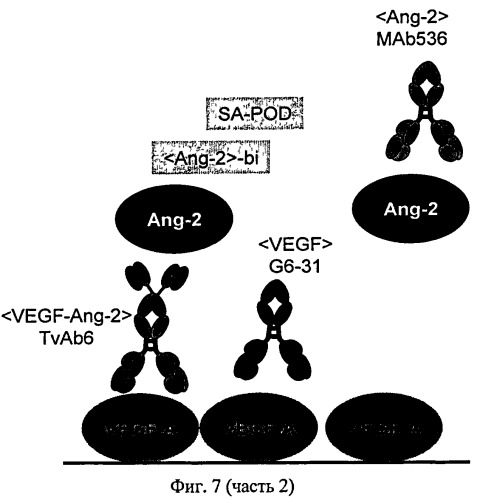 Биспецифические анти-vegf/анти-ang-2 антитела (патент 2542382)
