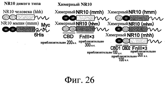 Антитело против nr10 и его применение (патент 2531521)