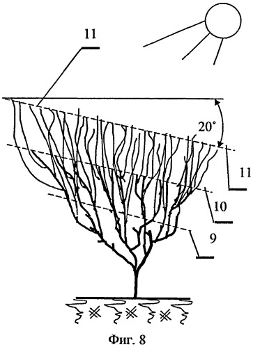 Способ формирования кроны плодовых деревьев и ягодных культур (патент 2486746)