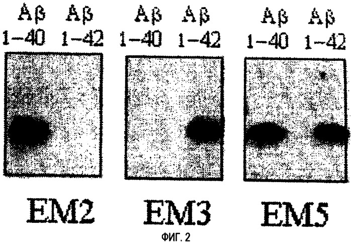 Способ in vitro-диагностики болезни альцгеймера с помощью моноклонального антитела (патент 2416619)