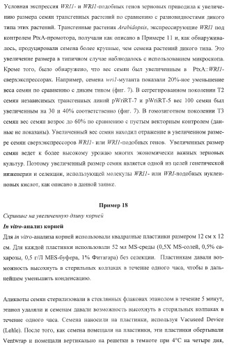 Молекулы нуклеиновых кислот, кодирующие wrinkled1-подобные полипептиды, и способы их применения в растениях (патент 2385347)