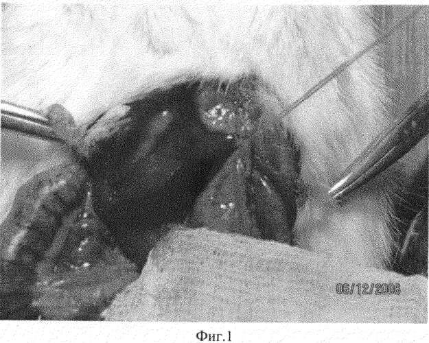 Способ создания экспериментальной модели острого панкреатита у животного (патент 2553940)