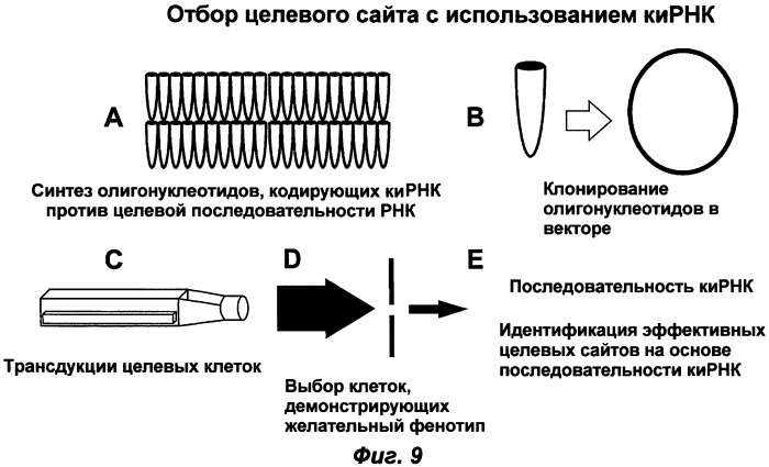 Молекулы химически модифицированной короткой интерферирующей нуклеиновой кислоты, которые опосредуют интерференцию рнк (патент 2418068)
