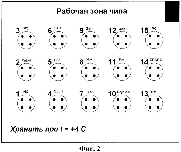 Дифференцирующий и специфический олигонуклеотиды для идентификации последовательностей днк трансгенных растений в пищевых продуктах, способ идентификации трансгенных продуктов, биочип, комбинация олигонуклеотидов (варианты) и набор для осуществления этого способа (патент 2453605)