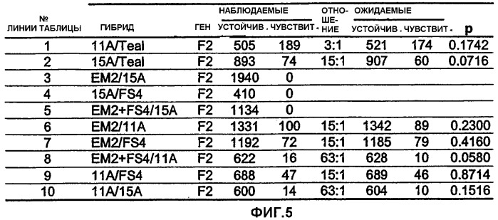 Растения пшеницы с повышенной устойчивостью к имидазолиноновым гербицидам (патент 2337532)