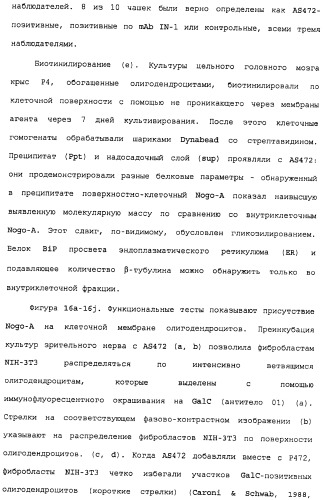 Поликлональное антитело против nogo, фармацевтическая композиция и применение антитела для изготовления лекарственного средства (патент 2432364)