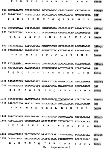 Ген hgfopt фактора роста гепатоцитов (патент 2385936)