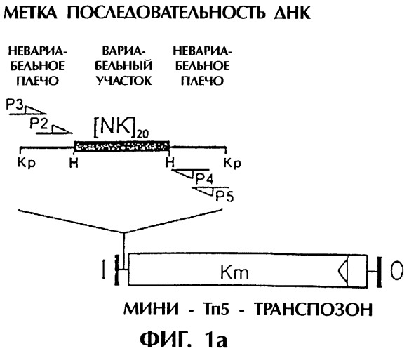 Vgc2 днк salmonella typhimurium, мутантная бактерия, обладающая пониженной способностью к адаптации к условиям окружающей среды, и способ ее получения (патент 2370541)