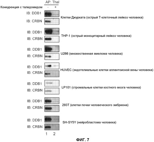 Способ скрининга с использованием фактора, являющегося мишенью для талидомида (патент 2528380)