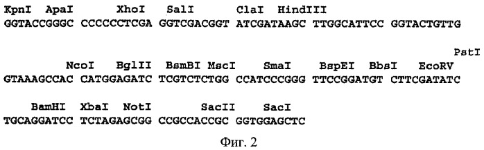 Ген mmp8opt металлопротеиназы 8 (патент 2378376)