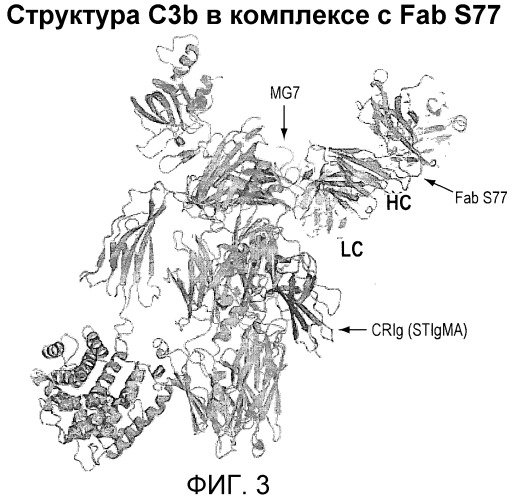 Антитела против c3b и способы профилактики и лечения связанных с комплементом нарушений (патент 2473563)