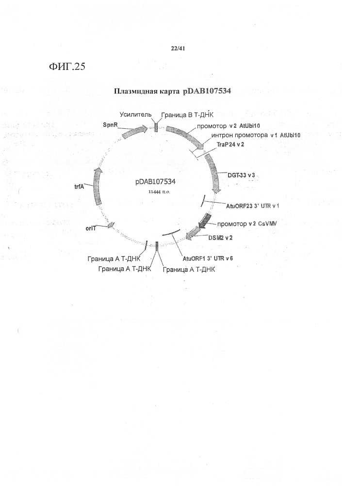 Синтетические транзитные пептиды хлоропласта из brassica (патент 2636035)