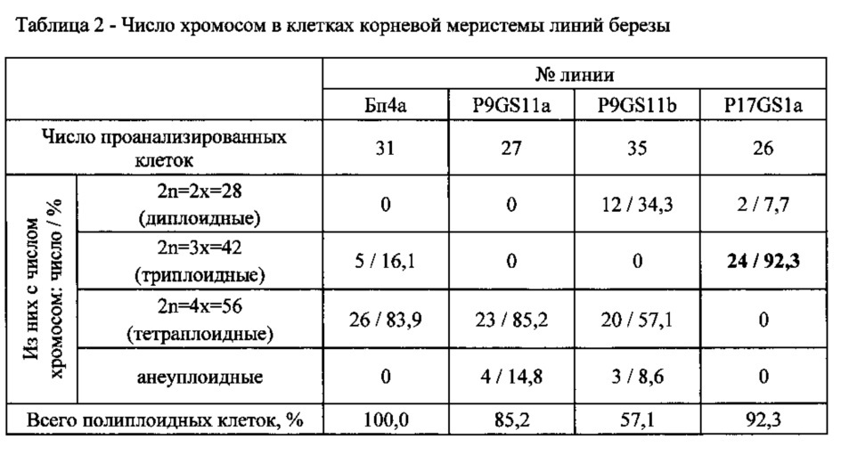 Триплоидная трансгенная линия березы с повышенной скоростью роста (патент 2616288)