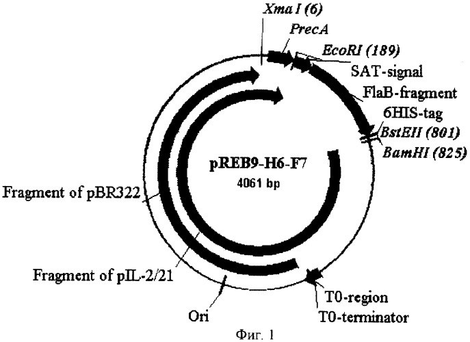 Рекомбинантная плазмидная днк, обеспечивающая синтез иммунодоминантного белка borrelia garinii, используемого для диагностики лайм-боррелиоза (варианты) (патент 2260047)