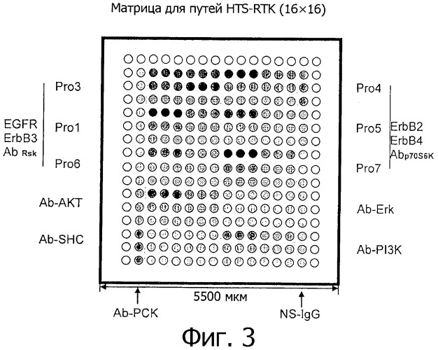 Выбор лекарственных средств для терапии рака легких с помощью матриц на основе антител (патент 2519647)