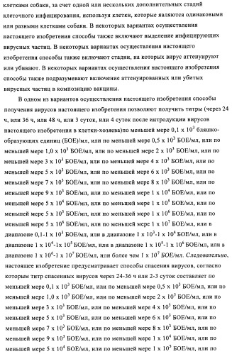 Способы и композиции для экспрессии антисмысловой вирусной рнк в клетках собаки (патент 2457250)