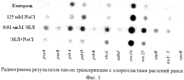 Способ стабилизации транскрипции хлоропластных генов рапса в условиях хлоридного засоления (патент 2514641)