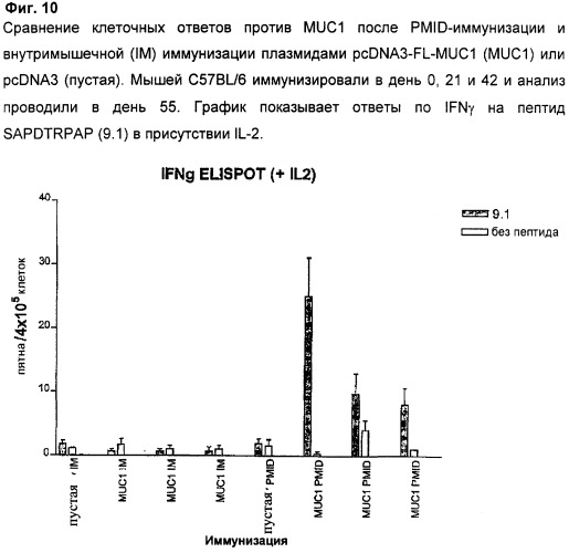 Антиген muc1 со сниженным числом повторяющихся vntr-блоков (патент 2303069)