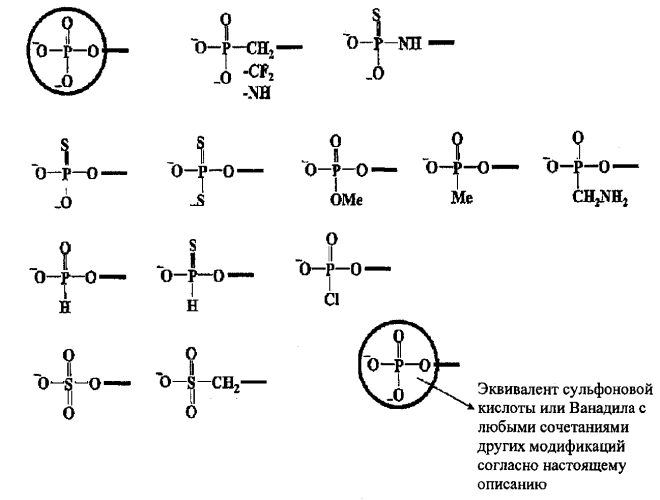 Модуляция экспрессии hsp47 (патент 2575056)