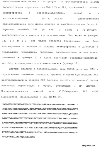 Антитела, сконструированные на основе цистеинов, и их конъюгаты (патент 2412947)