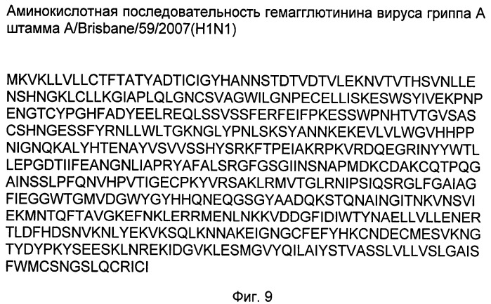 Рекомбинантная псевдоаденовирусная частица на основе генома аденовируса человека 5 серотипа, продуцирующая гемагглютинин вируса гриппа штамма a/brisbane/59/2007(h1n1) и способ ее использования (патент 2523599)