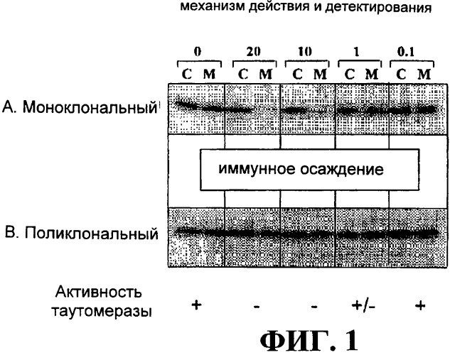 Ингибиторы фактора ингибирования миграции макрофага и способы для их идентификации (патент 2327695)