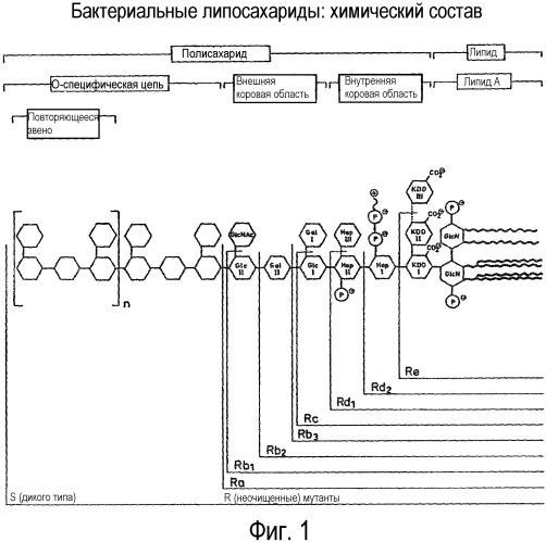 Композиции, содержащие фетальный гемоглобин и бактериальный эндотоксин и, необязательно, дополнительные компоненты печени плода (патент 2366449)