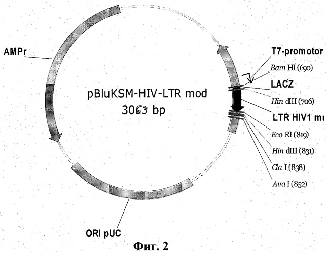 Рекомбинантная плазмидная днк pvar15-hiv-ltr, несущая клонированный фрагмент генома вич-1 типа из консервативного участка 5&#39;-ltr последовательности, рекомбинантная плазмидная днк pbluksm-hiv-ltr mod, несущая клонированный модифицированный фрагмент этого же участка генома вич-1 типа, тест-набор для количественной экспресс-идентификации генома вич-1 любого типа в пробе и способ с его использованием (патент 2350650)